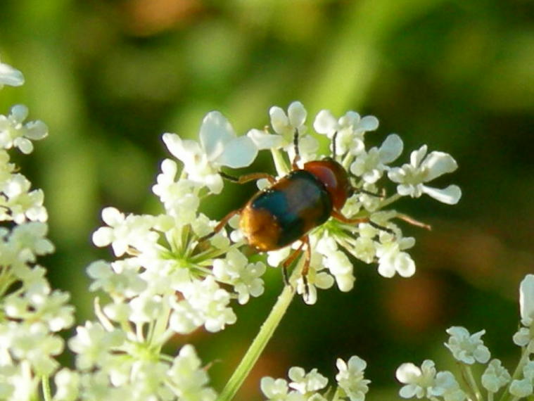 Coptocephala unifasciata del Vicentino